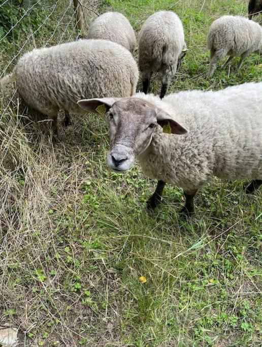 Mysig I Stavnaes By- Sommarhamn, Vaermdoe *